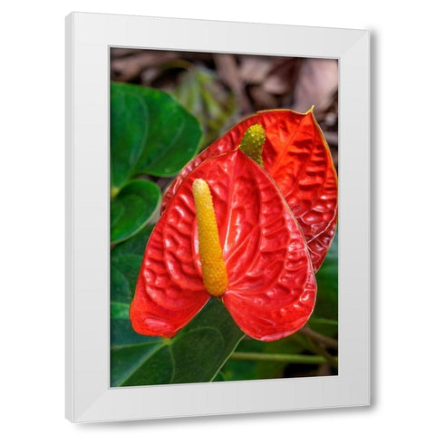 Anthurium White Modern Wood Framed Art Print by Engelbrecht, Jim