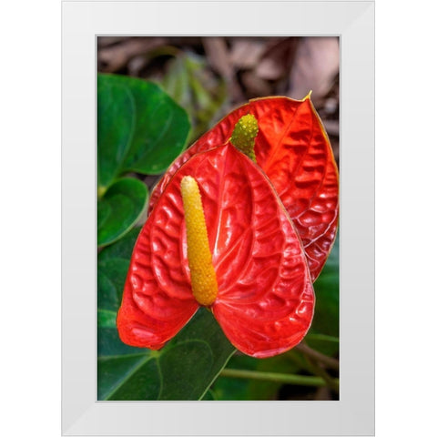 Anthurium White Modern Wood Framed Art Print by Engelbrecht, Jim
