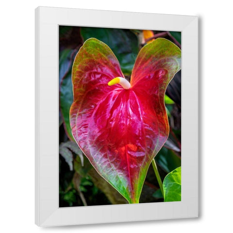 Anthurium White Modern Wood Framed Art Print by Engelbrecht, Jim
