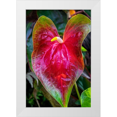 Anthurium White Modern Wood Framed Art Print by Engelbrecht, Jim