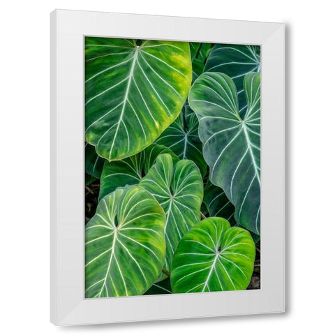 Anthurium foliage White Modern Wood Framed Art Print by Engelbrecht, Jim
