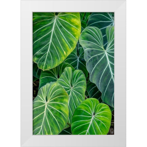 Anthurium foliage White Modern Wood Framed Art Print by Engelbrecht, Jim