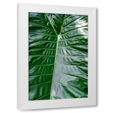 Anthurium leaf White Modern Wood Framed Art Print by Engelbrecht, Jim