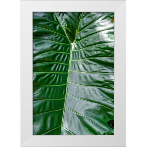 Anthurium leaf White Modern Wood Framed Art Print by Engelbrecht, Jim