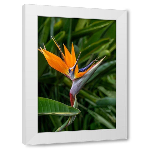 Bird of Paradise White Modern Wood Framed Art Print by Engelbrecht, Jim