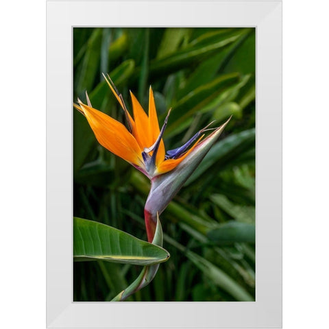 Bird of Paradise White Modern Wood Framed Art Print by Engelbrecht, Jim
