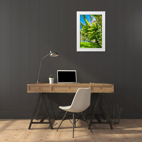 Bunch of bananas on tree White Modern Wood Framed Art Print by Engelbrecht, Jim