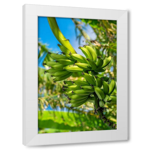Bunch of bananas on tree White Modern Wood Framed Art Print by Engelbrecht, Jim