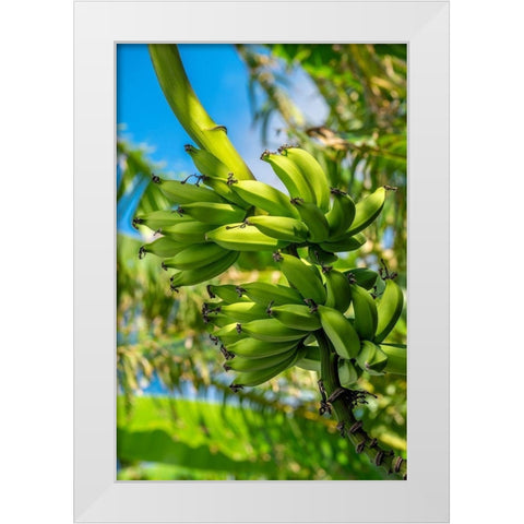 Bunch of bananas on tree White Modern Wood Framed Art Print by Engelbrecht, Jim