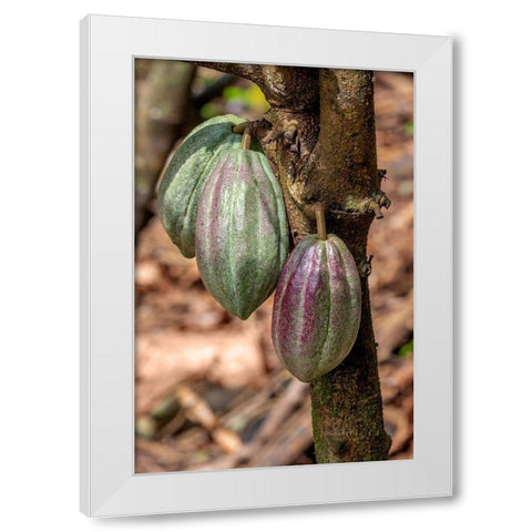 Cacao fruit White Modern Wood Framed Art Print by Engelbrecht, Jim