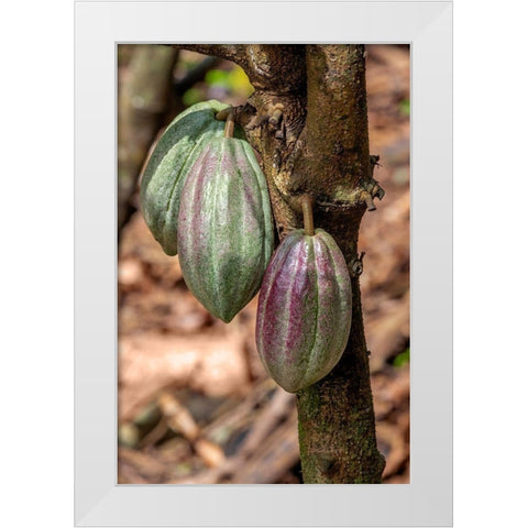 Cacao fruit White Modern Wood Framed Art Print by Engelbrecht, Jim