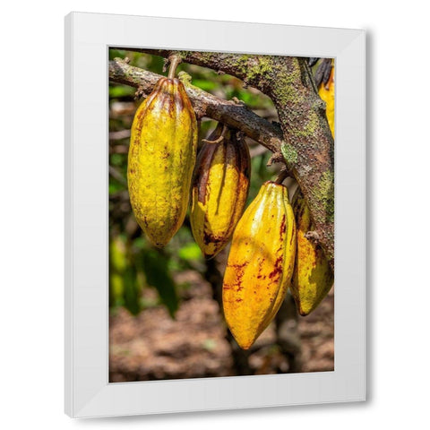 Cacao fruit White Modern Wood Framed Art Print by Engelbrecht, Jim