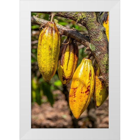 Cacao fruit White Modern Wood Framed Art Print by Engelbrecht, Jim