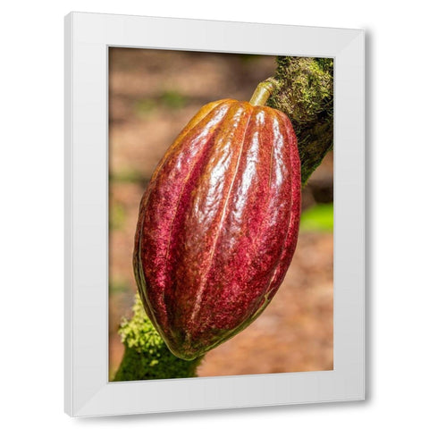 Cacao fruit White Modern Wood Framed Art Print by Engelbrecht, Jim