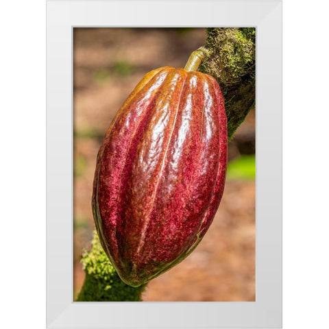 Cacao fruit White Modern Wood Framed Art Print by Engelbrecht, Jim