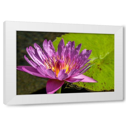 Cape Blue Water lily White Modern Wood Framed Art Print by Engelbrecht, Jim