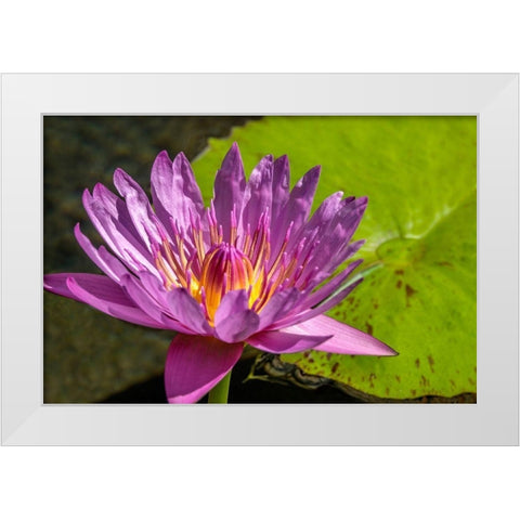 Cape Blue Water lily White Modern Wood Framed Art Print by Engelbrecht, Jim