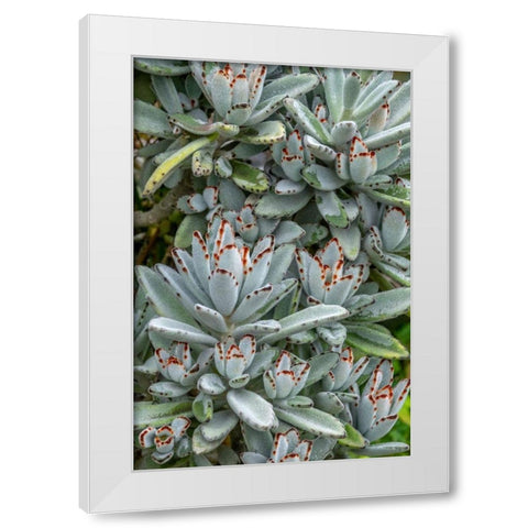 Chocolate Soldier Kalanchoe White Modern Wood Framed Art Print by Engelbrecht, Jim