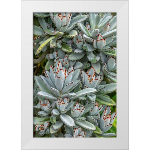 Chocolate Soldier Kalanchoe White Modern Wood Framed Art Print by Engelbrecht, Jim