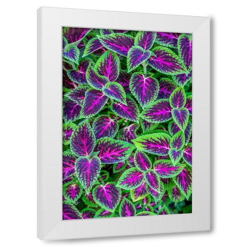 Coleus plant White Modern Wood Framed Art Print by Engelbrecht, Jim