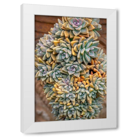 Crassulaceae-succulent White Modern Wood Framed Art Print by Engelbrecht, Jim
