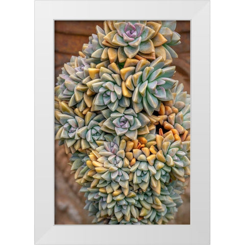 Crassulaceae-succulent White Modern Wood Framed Art Print by Engelbrecht, Jim