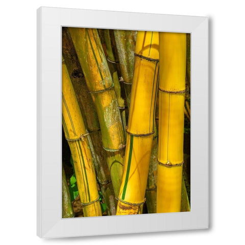 Detail of golden bamboo White Modern Wood Framed Art Print by Engelbrecht, Jim