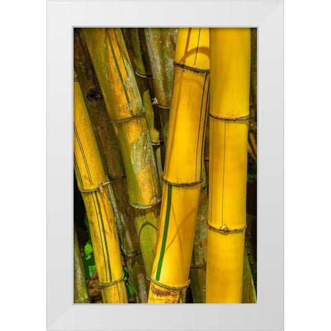Detail of golden bamboo White Modern Wood Framed Art Print by Engelbrecht, Jim