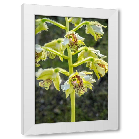 Exotic Orchid White Modern Wood Framed Art Print by Engelbrecht, Jim