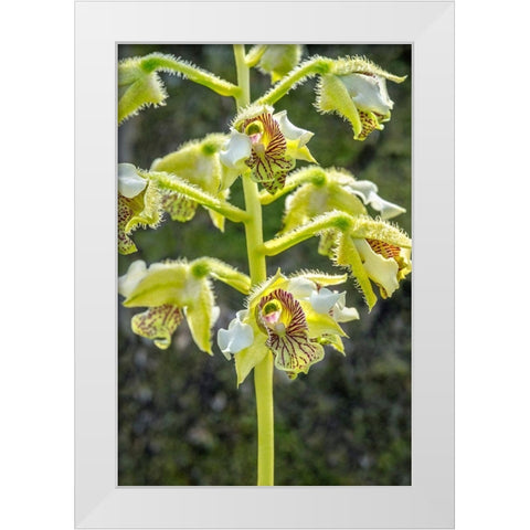 Exotic Orchid White Modern Wood Framed Art Print by Engelbrecht, Jim