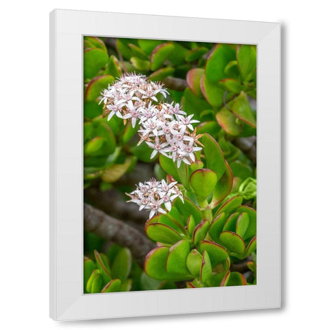 Flowering Stonecrop White Modern Wood Framed Art Print by Engelbrecht, Jim