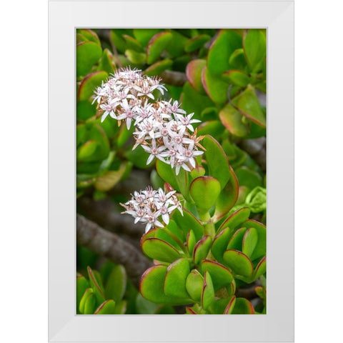 Flowering Stonecrop White Modern Wood Framed Art Print by Engelbrecht, Jim