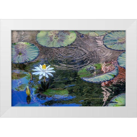 Frogs among Woods White Knight lilies White Modern Wood Framed Art Print by Engelbrecht, Jim