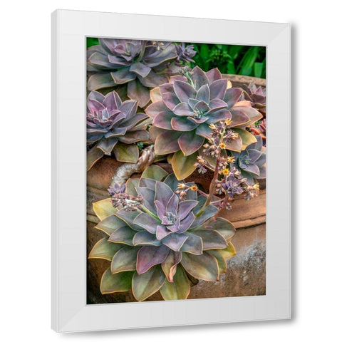 Ghost plant-succulent in a clay pot White Modern Wood Framed Art Print by Engelbrecht, Jim