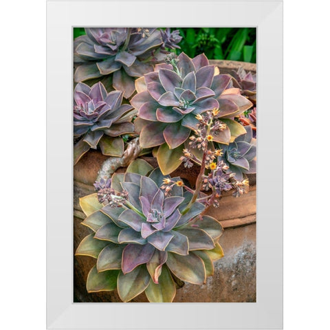 Ghost plant-succulent in a clay pot White Modern Wood Framed Art Print by Engelbrecht, Jim