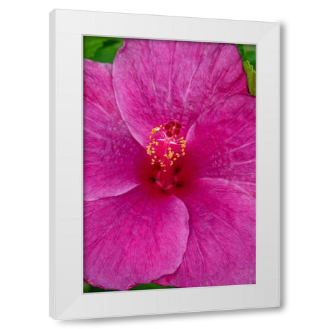 Hibiscus White Modern Wood Framed Art Print by Engelbrecht, Jim