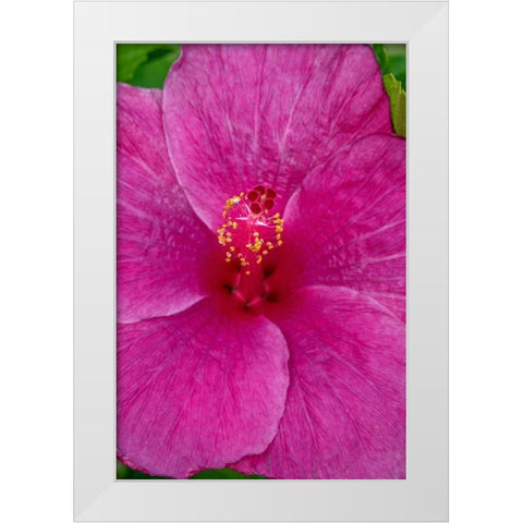 Hibiscus White Modern Wood Framed Art Print by Engelbrecht, Jim