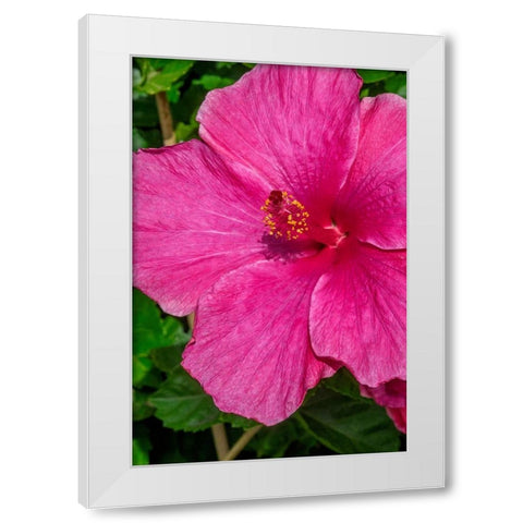 Hibiscus White Modern Wood Framed Art Print by Engelbrecht, Jim