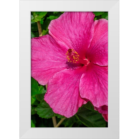 Hibiscus White Modern Wood Framed Art Print by Engelbrecht, Jim