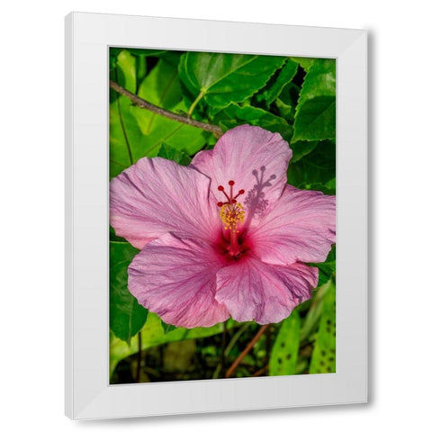Hibiscus White Modern Wood Framed Art Print by Engelbrecht, Jim