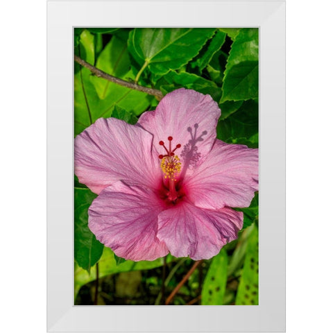 Hibiscus White Modern Wood Framed Art Print by Engelbrecht, Jim