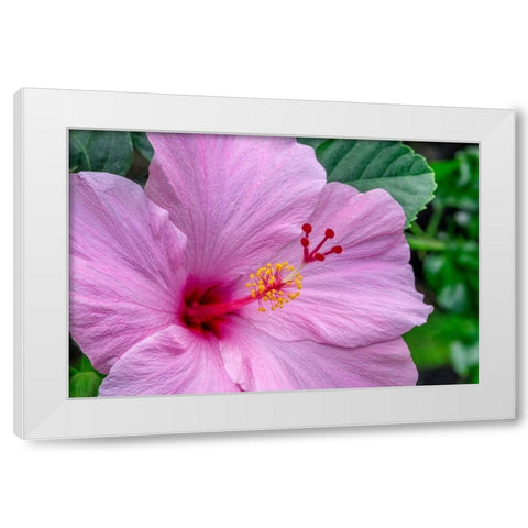 Hibiscus White Modern Wood Framed Art Print by Engelbrecht, Jim