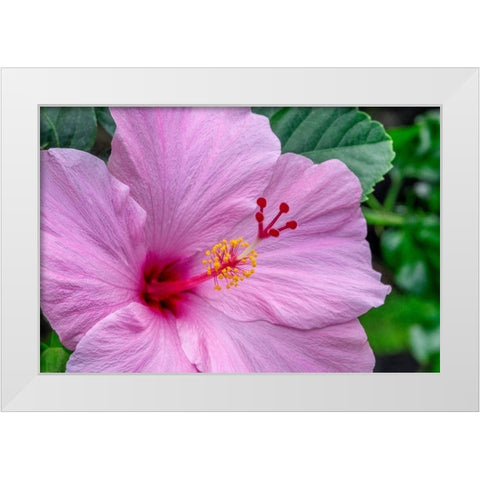 Hibiscus White Modern Wood Framed Art Print by Engelbrecht, Jim