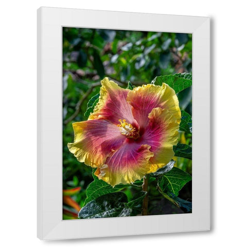 Hibiscus flower White Modern Wood Framed Art Print by Engelbrecht, Jim