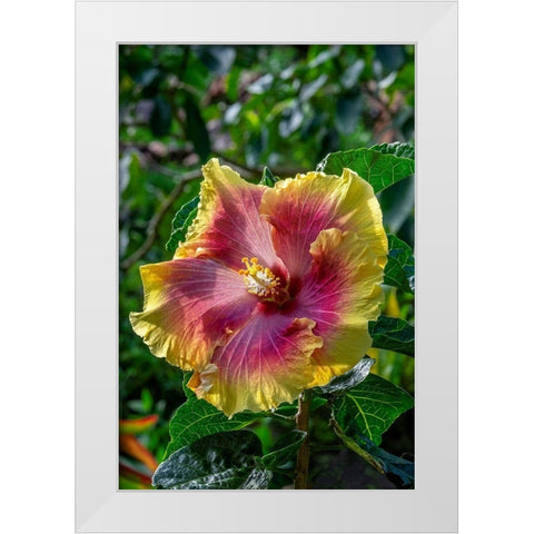 Hibiscus flower White Modern Wood Framed Art Print by Engelbrecht, Jim
