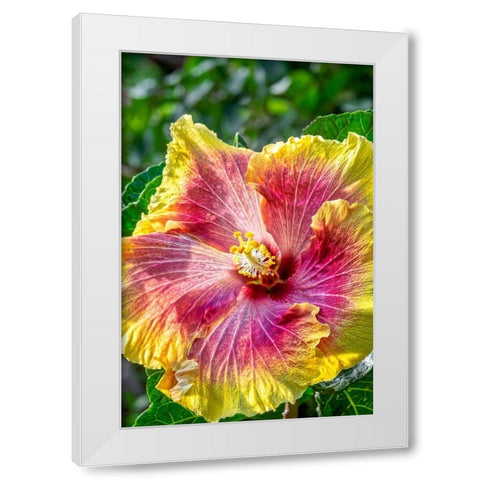 Hibiscus flower White Modern Wood Framed Art Print by Engelbrecht, Jim