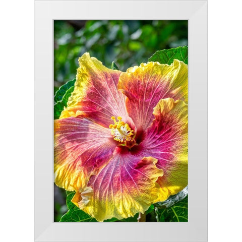 Hibiscus flower White Modern Wood Framed Art Print by Engelbrecht, Jim