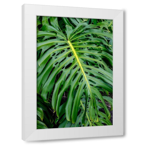 Hurricane Plant White Modern Wood Framed Art Print by Engelbrecht, Jim