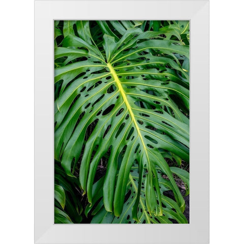 Hurricane Plant White Modern Wood Framed Art Print by Engelbrecht, Jim