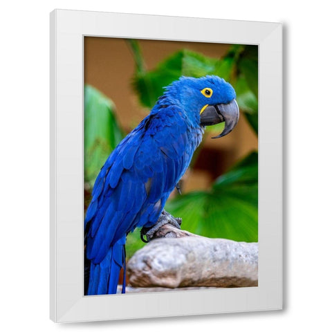 Hyacinth Macaw White Modern Wood Framed Art Print by Engelbrecht, Jim
